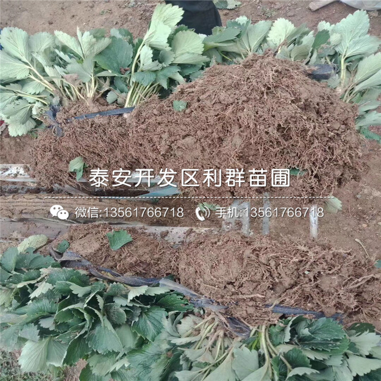 出售達(dá)賽草莓苗、達(dá)賽草莓苗多少錢一棵