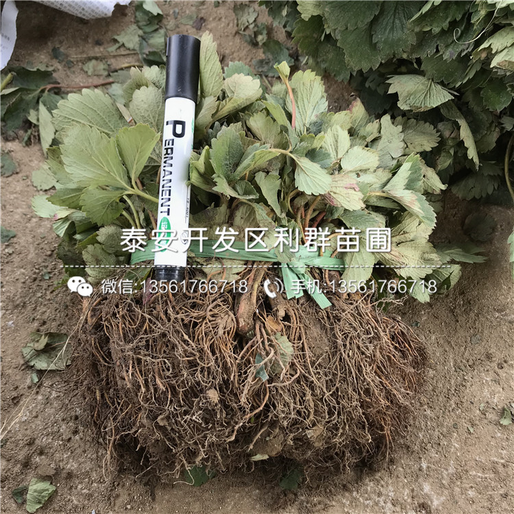 2019年咖啡草莓苗價格、咖啡草莓苗多少錢一棵