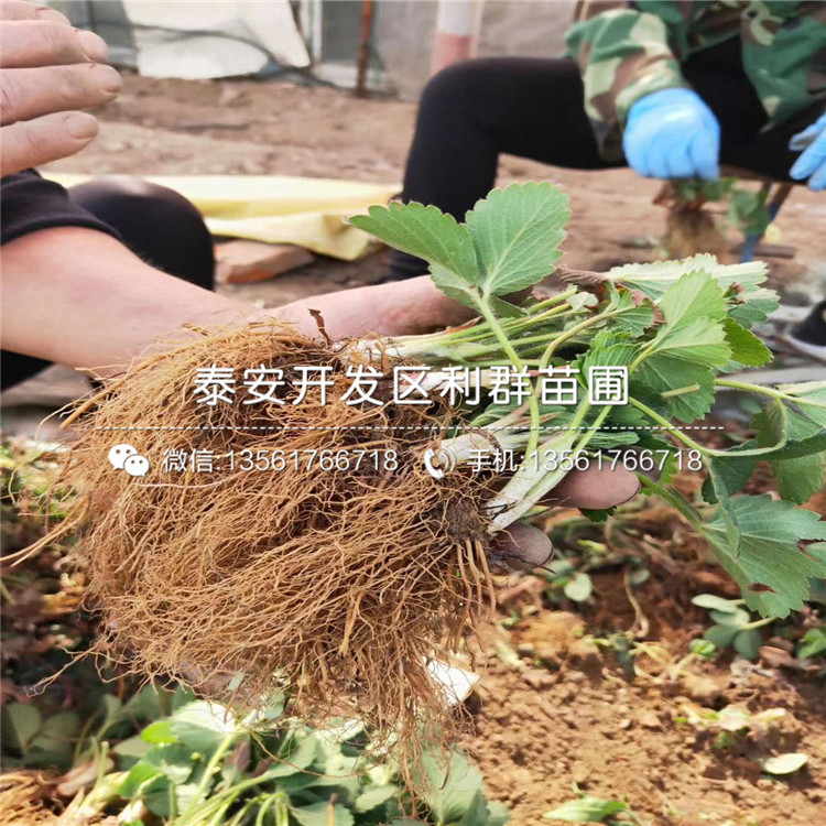 批發(fā)草莓苗基地、批發(fā)草莓苗多少錢一棵