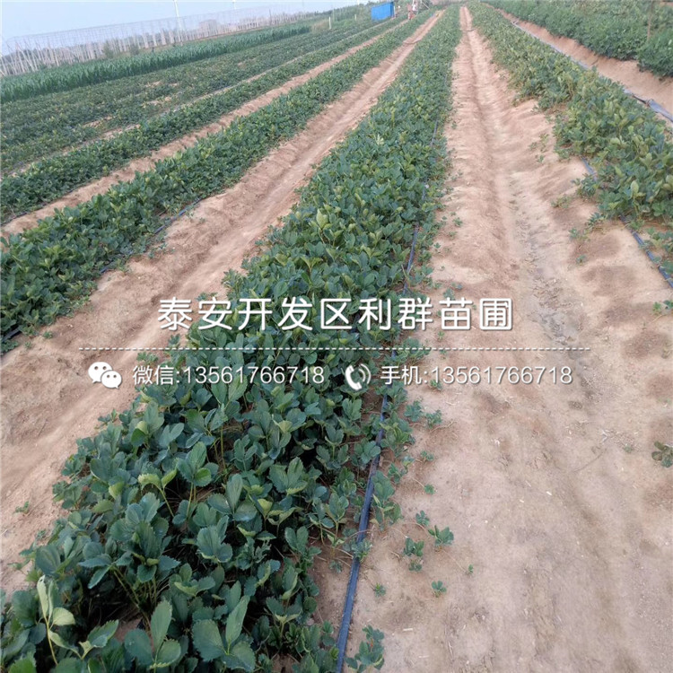 鬼怒甘草莓苗出售、2019年鬼怒甘草莓苗價(jià)格