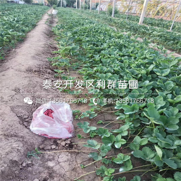 小白草莓苗新品種、小白草莓苗多少錢一棵