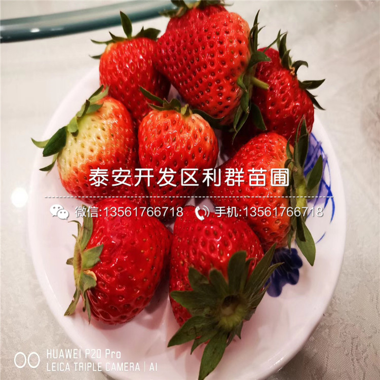 貴妃草莓苗、貴妃草莓苗價(jià)格