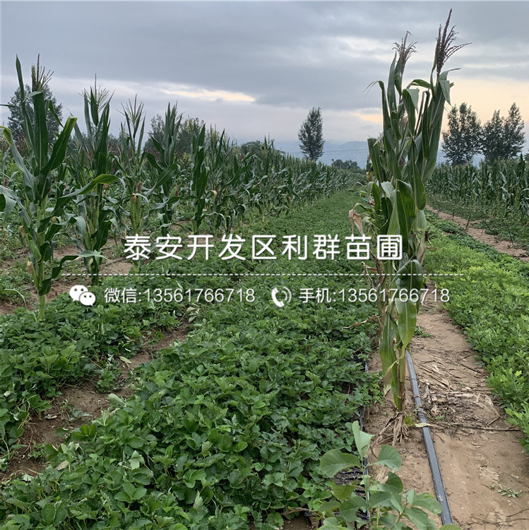 批發(fā)草莓苗基地、批發(fā)草莓苗多少錢一棵