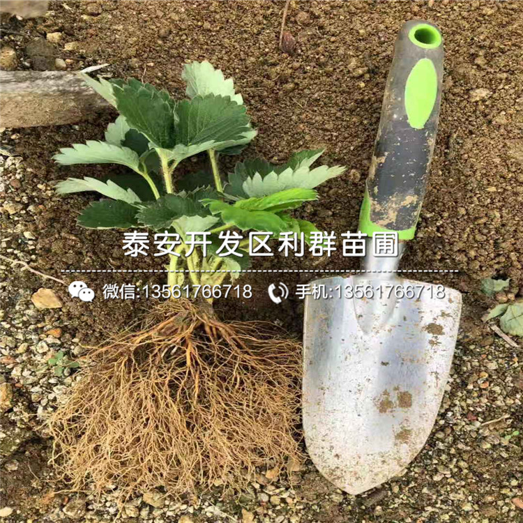 大棚草莓苗新品種、2019年大棚草莓苗價(jià)格