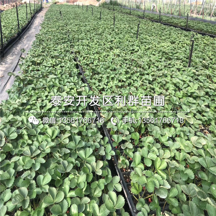 美德萊特草莓苗品種、美德萊特草莓苗多少錢(qián)一棵