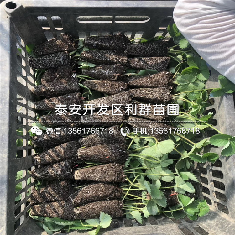 N-B-3藍(lán)莓樹苗、N-B-3藍(lán)莓樹苗多少錢