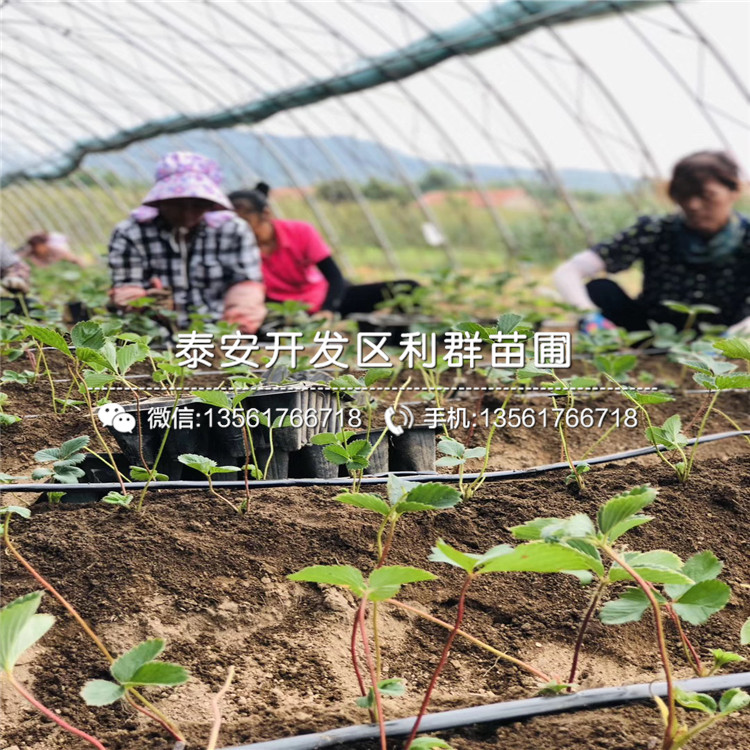 艷麗草莓苗批發(fā)價(jià)格、2019年艷麗草莓苗價(jià)格
