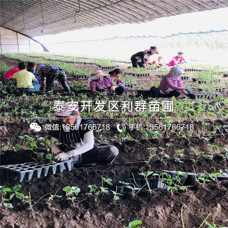 牛奶草莓苗基地、牛奶草莓苗價(jià)格