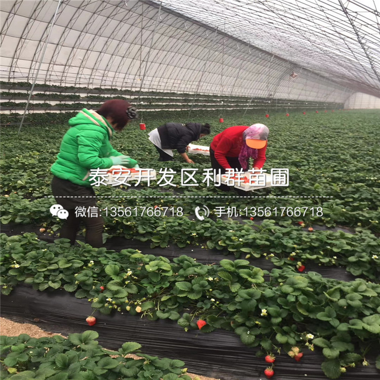 大棚批發(fā)草莓苗、大棚批發(fā)草莓苗價格