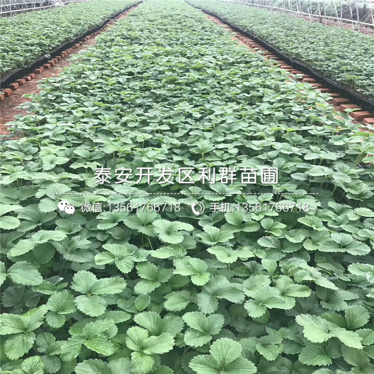 小白草莓苗新品種、小白草莓苗多少錢一棵