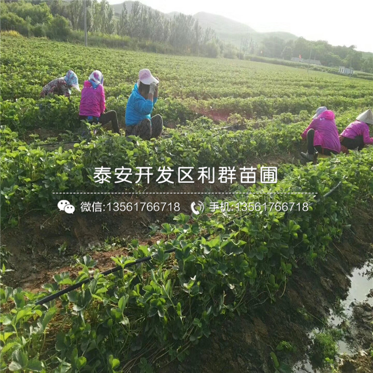 貴妃草莓苗、貴妃草莓苗價(jià)格