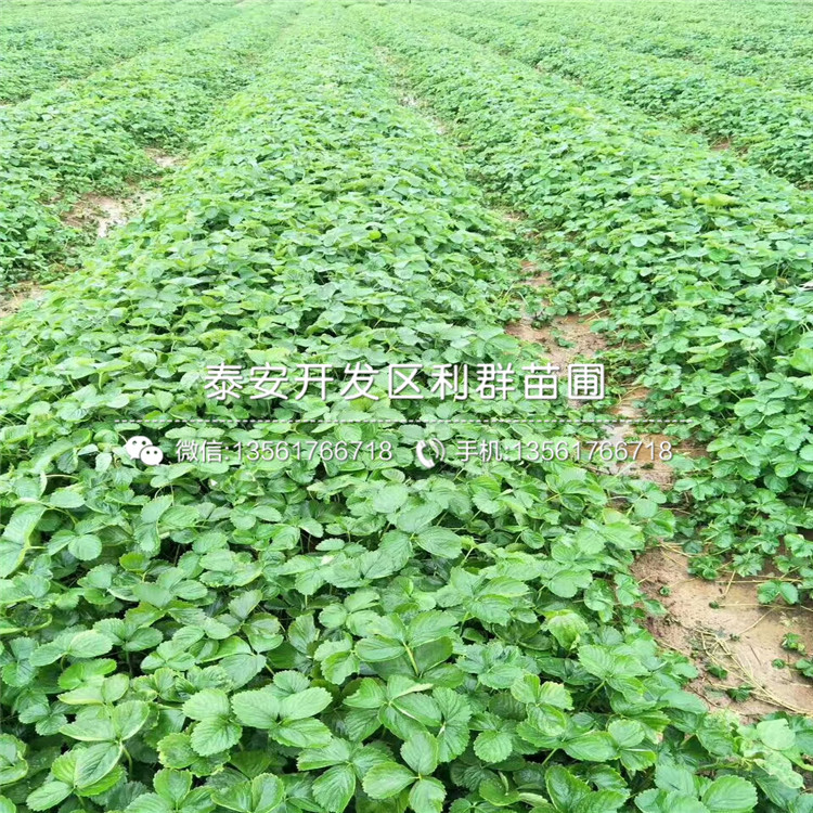 小白草莓苗新品種、小白草莓苗多少錢一棵
