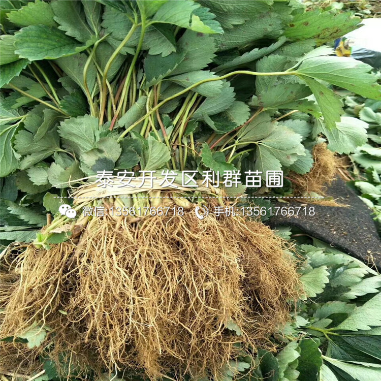 草莓種苗、草莓種苗出售價格