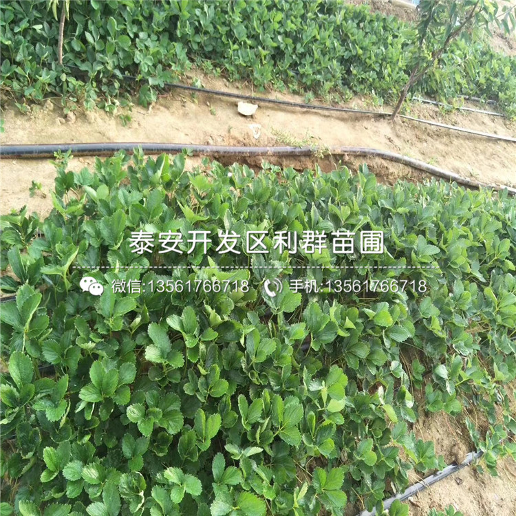 淡雪草莓苗多少錢、淡雪草莓苗多少錢一棵