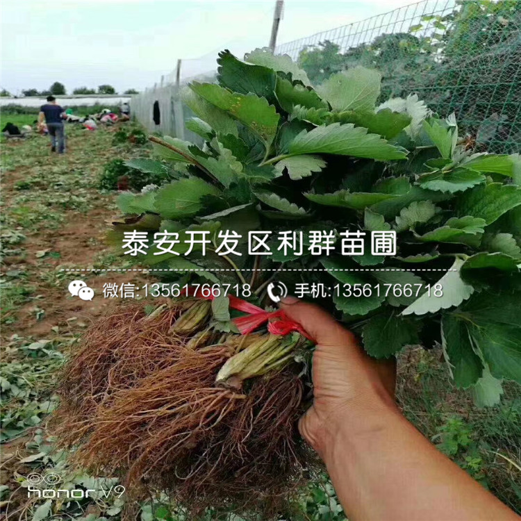 批發(fā)草莓苗基地、批發(fā)草莓苗多少錢一棵