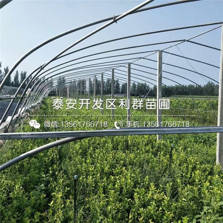 藍片藍莓苗批發(fā)價格、藍片藍莓苗多少錢一棵