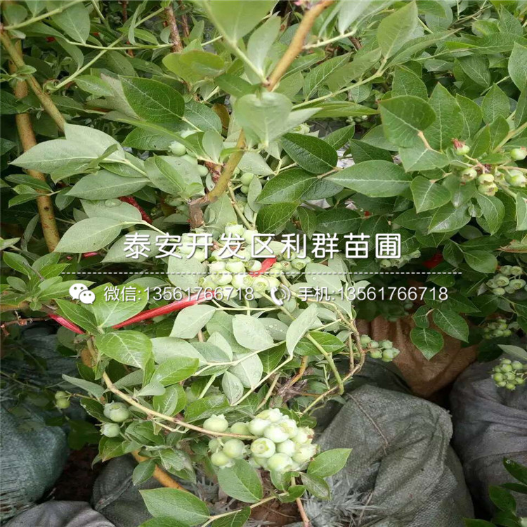 藍片藍莓苗批發(fā)價格、藍片藍莓苗多少錢一棵