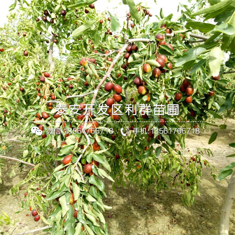 哪里有國光棗苗批發(fā)、國光棗苗多少錢一棵
