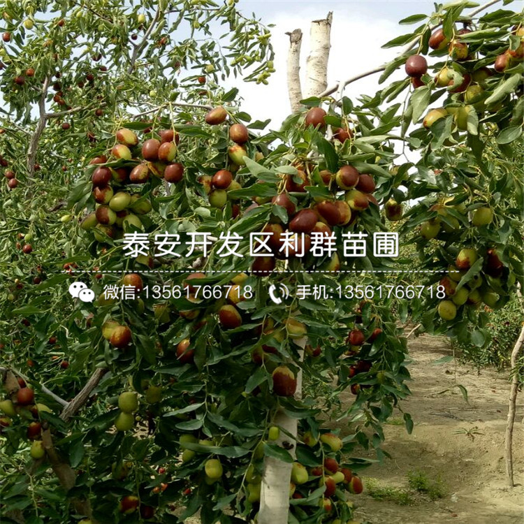 大王棗樹苗出售、2019年大王棗樹苗價(jià)格