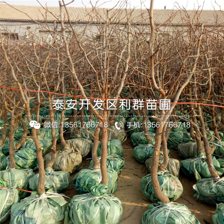 我想買(mǎi)大紅棗樹(shù)苗、大紅棗樹(shù)苗價(jià)格多少