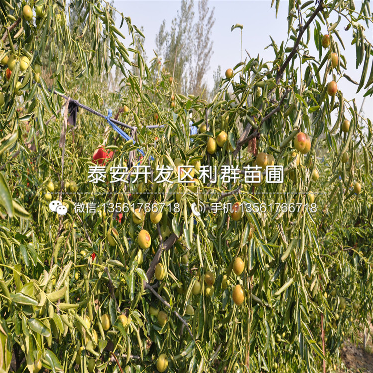 沾化冬棗樹苗出售、沾化冬棗樹苗價格