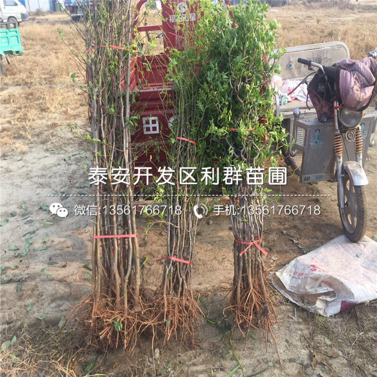 山東泰安棗樹苗、山東泰安棗樹苗價(jià)格及報(bào)價(jià)