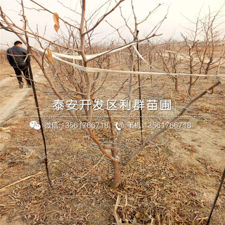 2019年棗樹苗報價、棗樹苗多少錢一棵