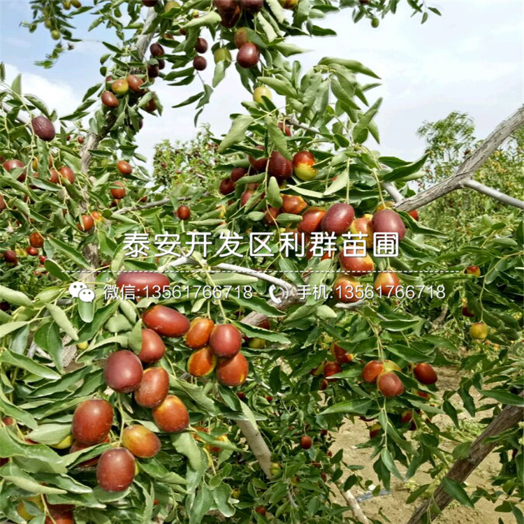 1公分棗樹苗多少錢、1公分棗樹苗多少錢一棵