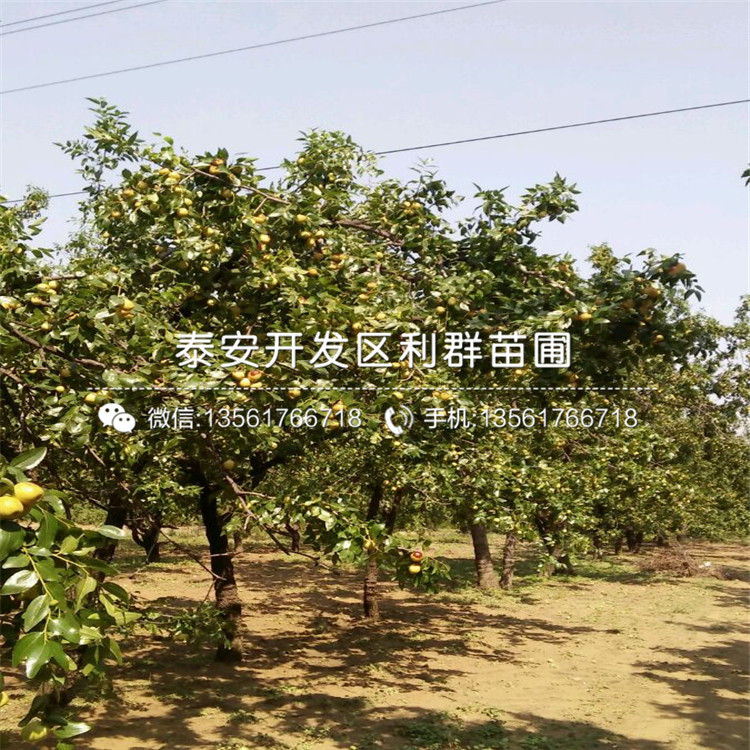 2019年棗樹苗報價、棗樹苗多少錢一棵