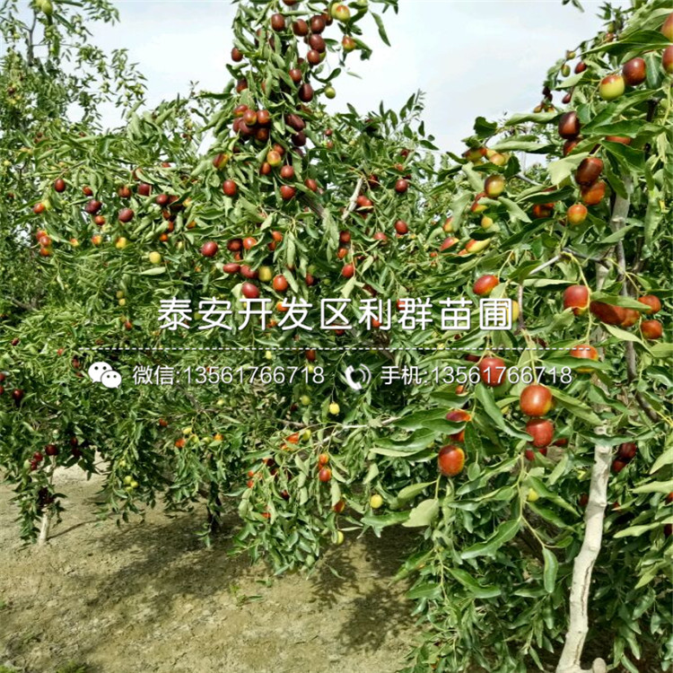 子彈頭棗苗哪里便宜、子彈頭棗苗價(jià)格是多少
