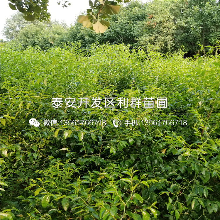 棗苗