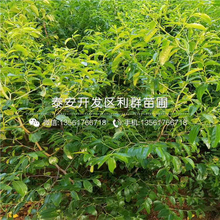 冬棗苗批發(fā)、冬棗苗多少錢一棵
