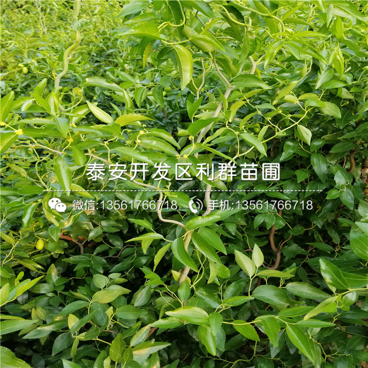 2公分冬棗苗出售、2019年2公分冬棗苗價格