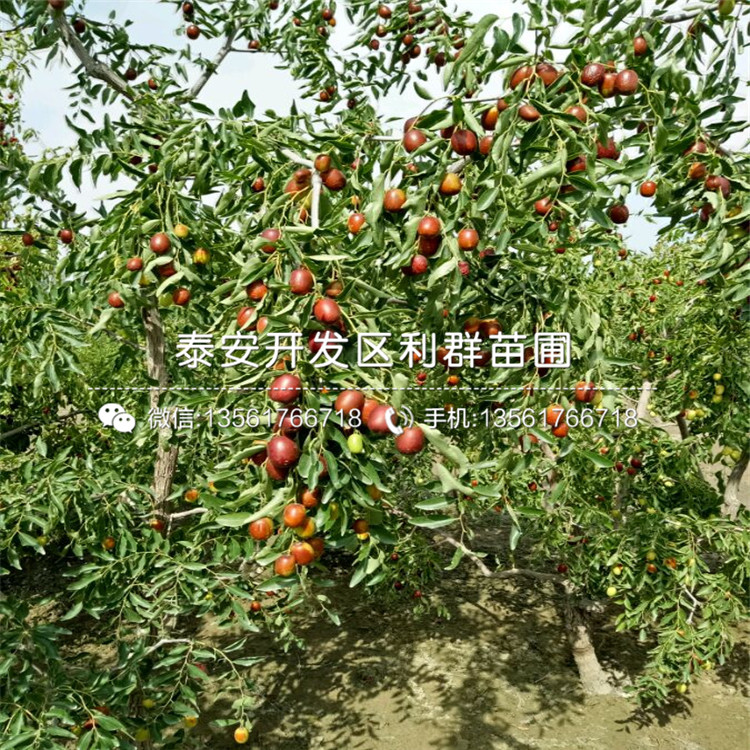 2公分冬棗苗出售、2019年2公分冬棗苗價格