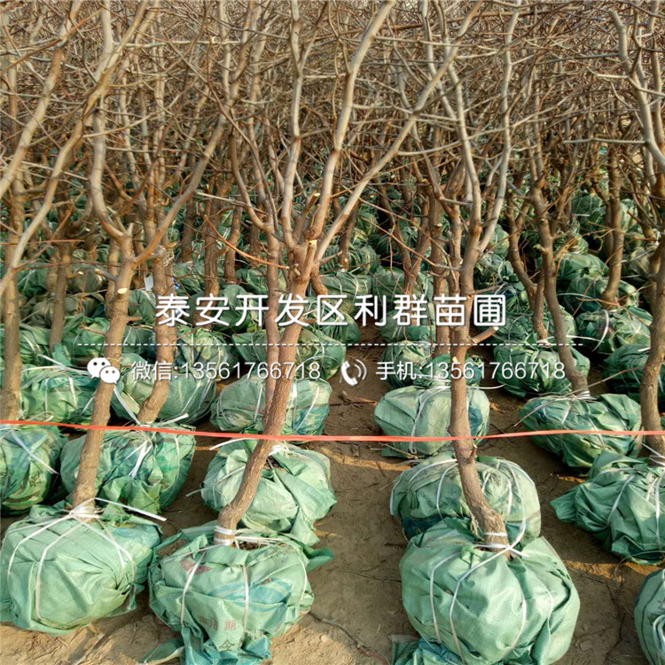 冬棗苗批發(fā)、冬棗苗多少錢一棵