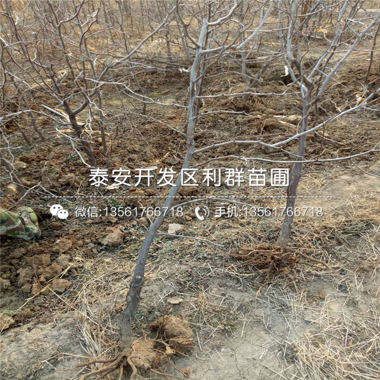 山東冬棗苗、山東冬棗苗報(bào)價(jià)及價(jià)格