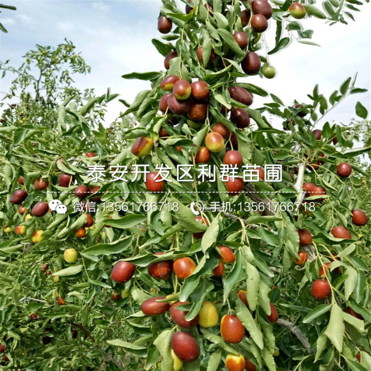 批發(fā)棗樹苗價(jià)格、批發(fā)棗樹苗報(bào)價(jià)