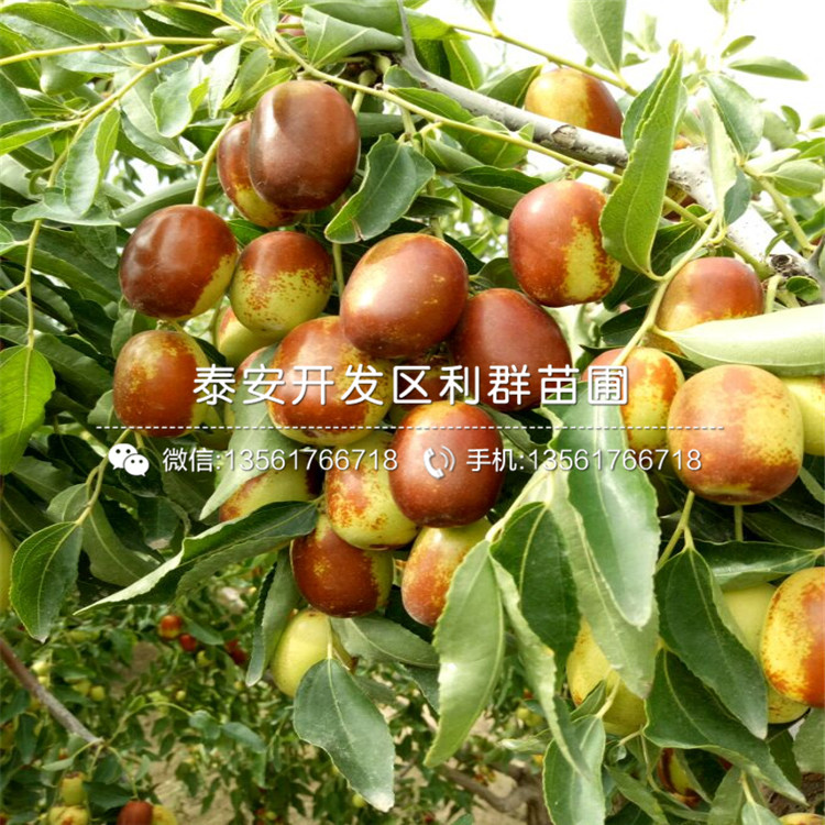 七月鮮棗苗批發(fā)、2019年七月鮮棗苗價(jià)格