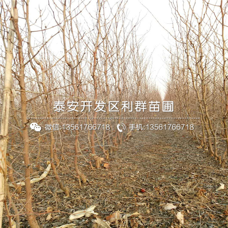 棗苗