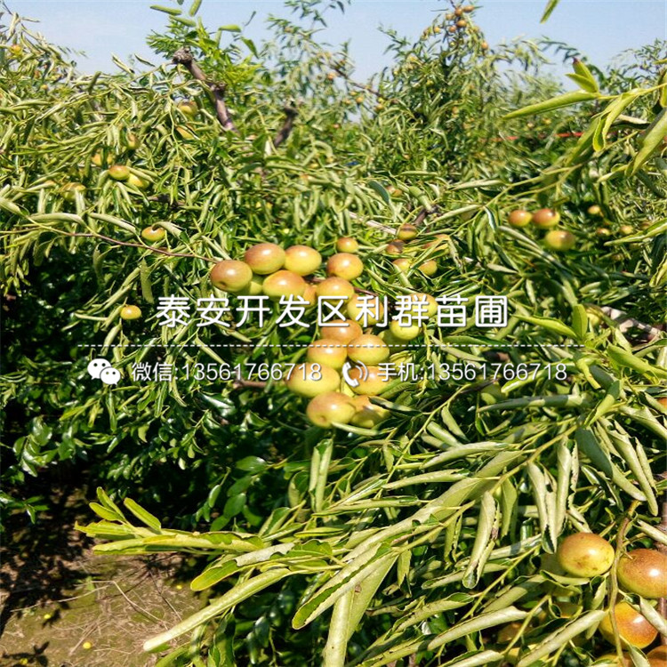 批發(fā)棗樹苗價(jià)格、批發(fā)棗樹苗報(bào)價(jià)