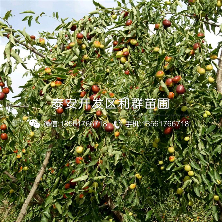 山東大王棗樹苗、山東大王棗樹苗基地