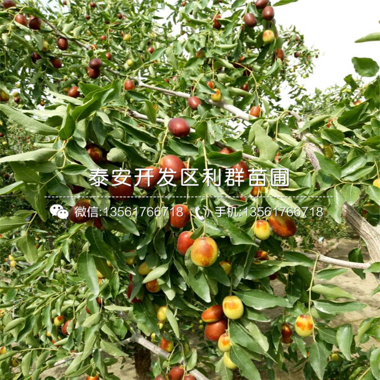 大王棗樹苗出售、2019年大王棗樹苗價(jià)格