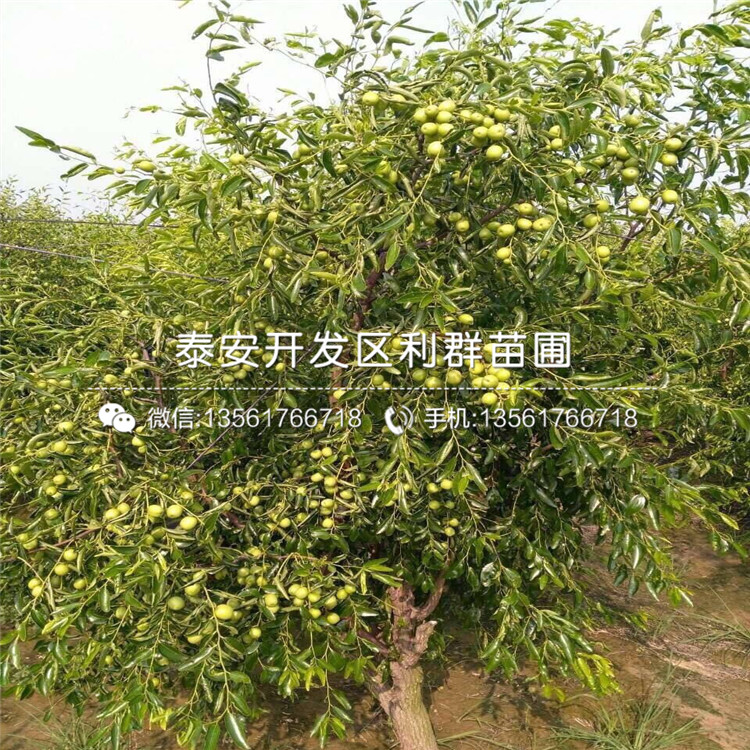 月光棗苗、月光棗苗品種
