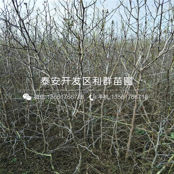 2019年月光棗苗、月光棗苗價格多少
