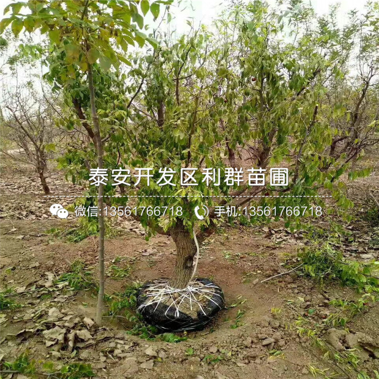 茶壺棗苗批發(fā)價(jià)格、茶壺棗苗多少錢一棵