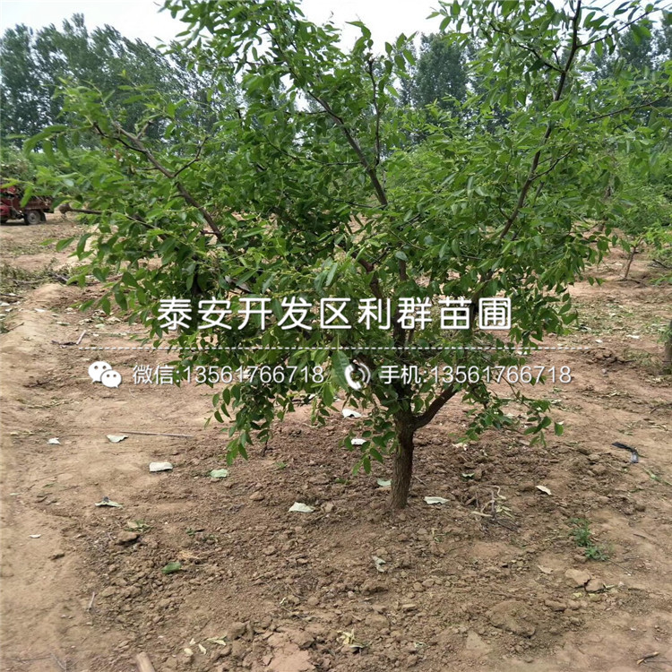 棗樹苗、棗樹苗基地