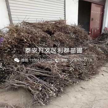 龍爪棗樹苗、龍爪棗樹苗價格及報價