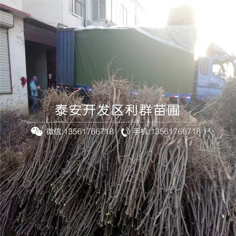 子彈頭棗樹苗、子彈頭棗樹苗批發(fā)價