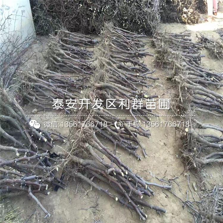沾化二代冬棗苗報(bào)價(jià)、沾化二代冬棗苗多少錢(qián)一棵