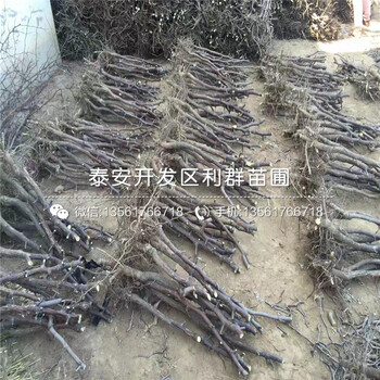 山東大王棗樹苗、山東大王棗樹苗基地